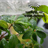Image of Garden Mesh Netting Protection Kit