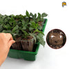 Image of seed starter tray with seedlings inside