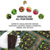 Image of seed starter tray, versatile use for various seedlings