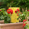 Image of dual-sided sticky traps in a flower pot