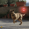Image of Solar Sound Alarm for Dogs - Motion-Activated Dogs Repeller