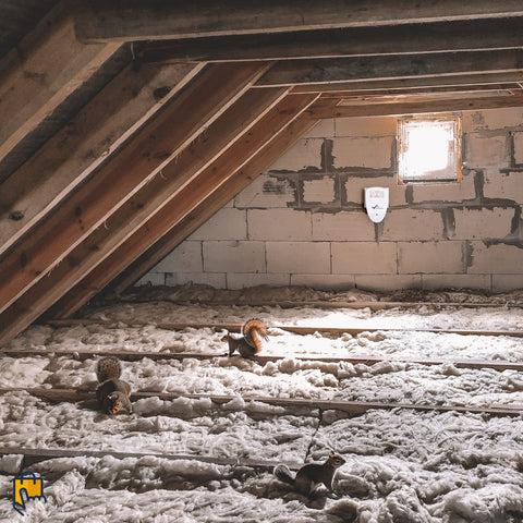 ultrasonic squirrel repeller