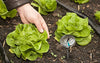 Image of Soil Thermometer by Smart Choice