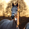 Image of Portable Ultrasonic Battery Operated Fly Repeller PACK OF 2 - Protect Your Horses from Flies