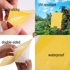Dual-Sided Sticky Insect Traps