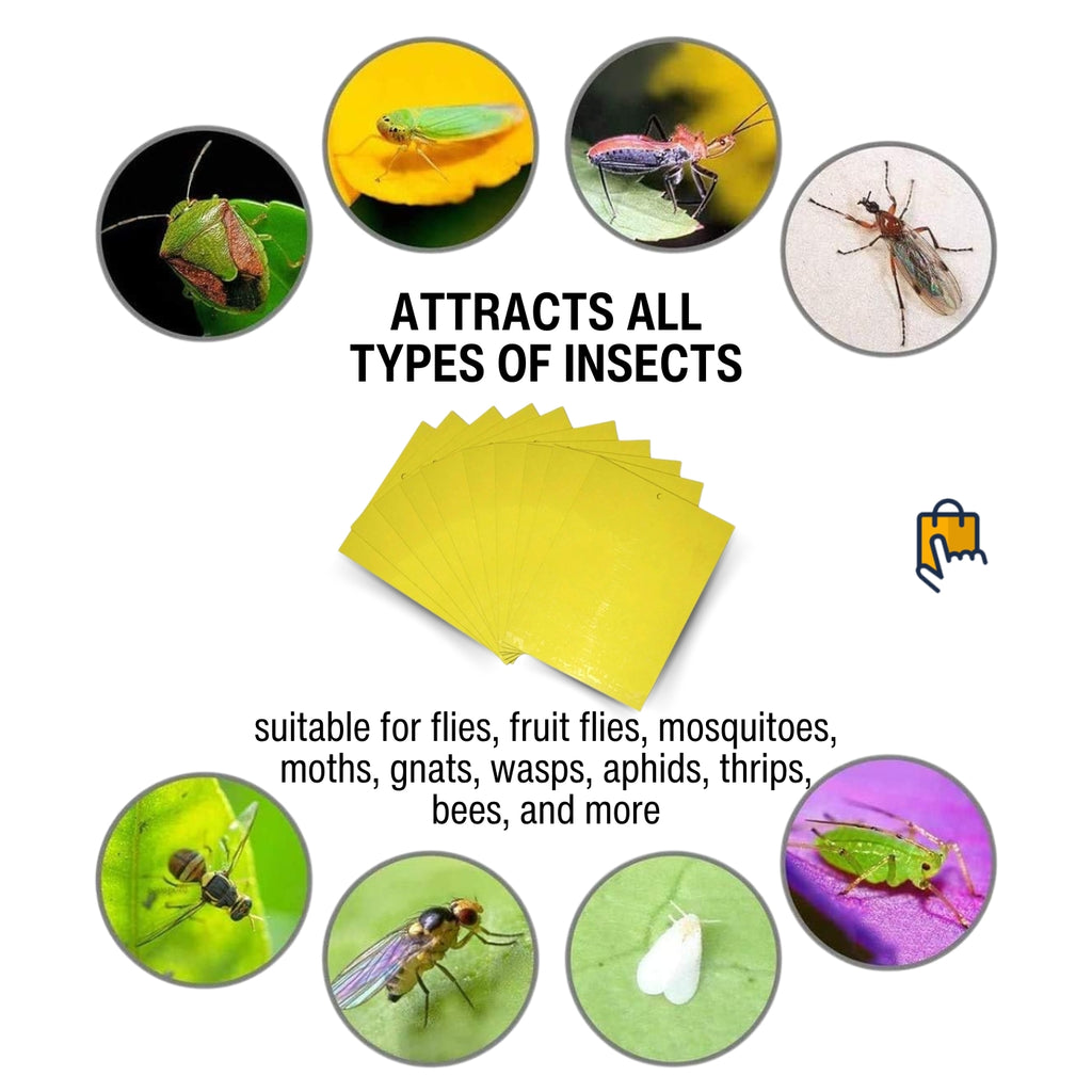 Sticky Roll Insect Dual-Sided Insect Sticky Traps – DBzon