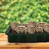 Image of mushroom grow kit