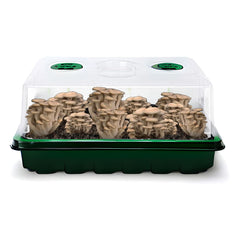 mushroom grow kit