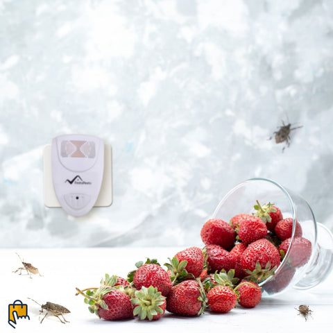 ultrasonic stink bug repeller