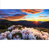Image of DIY Paint by Numbers Canvas Painting Kit - Blooming Sunset